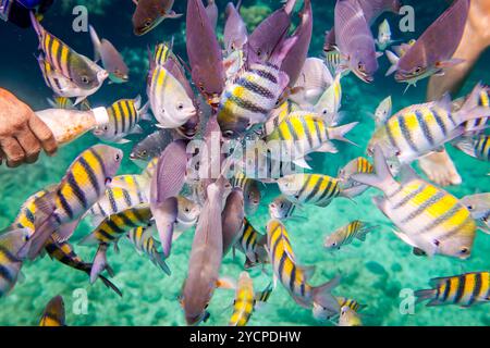 L'homme nourrit les poissons tropicaux sous l'eau. Récif corallien océanique. Avertissement - prise de vue authentique sous l'eau dans des conditions difficiles. Un peu de grain et ma Banque D'Images