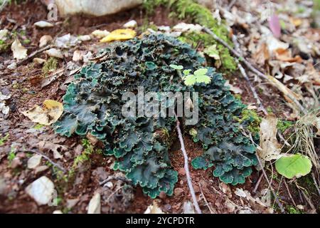 Peltigera sp. Lichens foliés en gros plan dans les bois au début de l'automne Banque D'Images