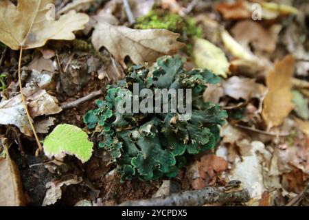 Peltigera sp. Lichens foliés en gros plan dans les bois au début de l'automne Banque D'Images