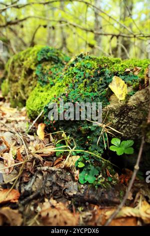 Peltigera sp. Lichens foliés en gros plan dans les bois au début de l'automne Banque D'Images