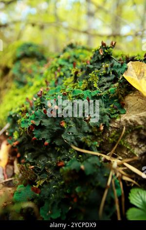 Peltigera sp. Lichens foliés en gros plan dans les bois au début de l'automne Banque D'Images