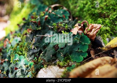 Peltigera sp. Lichens foliés en gros plan dans les bois au début de l'automne Banque D'Images