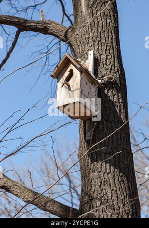 Nichoir en bois sur l'arbre au printemps Banque D'Images