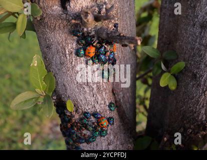 Tectocoris diophthalmus, communément connue sous le nom de bug ou Arlequins Hibiscus Arlequin Coton Bug, est un convexe de couleur vive et en forme de bouclier arrondi Banque D'Images