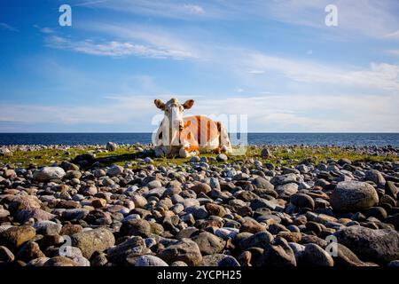 Une vache Hereford repose paisiblement sur la plage de galets de Jomfruland, une île de Telemark, en Norvège. Les vaches en libre pâturage, comme celle-ci, ont tendance à avoir un impact environnemental plus faible que les fermes laitières industrielles. Alors que les deux contribuent aux émissions de méthane, les vaches en libre pâturage favorisent la biodiversité et la santé des sols, avec des modes de pâturage naturels qui aident à séquestrer le carbone dans les sols. En revanche, les fermes laitières industrielles sont liées à des émissions plus élevées en raison des parcs d’engraissement concentrés, des engrais synthétiques et de la production d’aliments à forte intensité énergétique. Des pratiques de pâturage durables peuvent atténuer certains impacts climatiques Banque D'Images