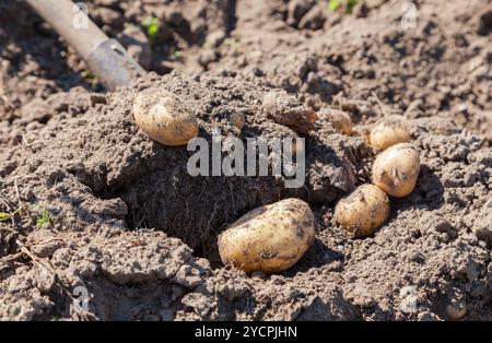 Déterrer des pommes de terre cultivées à la maison close up Banque D'Images