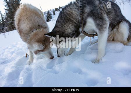 Compagnons enneigés : deux Huskies sibériens se gavent dans la neige, une scène chaleureuse d'amitié. Banque D'Images