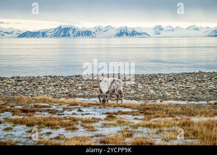 Le renne mange de l'herbe en face de la mer et montagnes en lente à Svalbard, de l'Arctique Banque D'Images