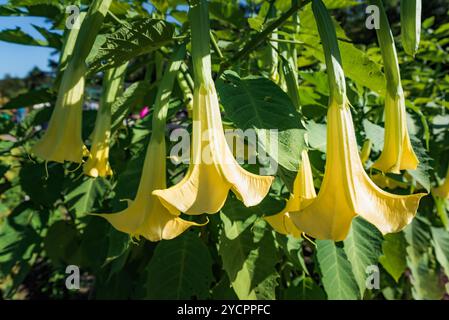 Fleurs jaunes Brugmansia poussant en extrême-Orient de la Russie Banque D'Images