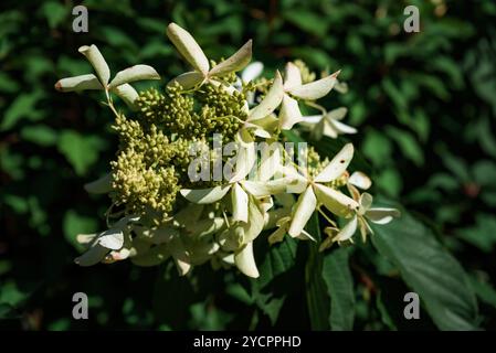 Branche d'Hydrangea paniculata sur fond vert Banque D'Images