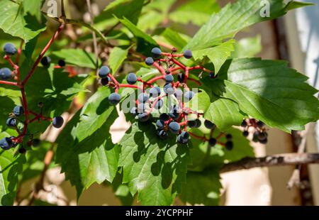 Parthenocissus quinquefolia connu sous le nom de crampon de Virginie, crampon de Victoria, lierre à cinq feuilles, ou croissance à cinq doigts dans l'extrême-Orient russe Banque D'Images