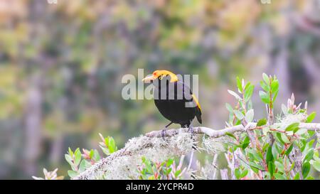 bowerbird régent mâle perché sur une branche à la retraite de la forêt tropicale d'o'reillys Banque D'Images