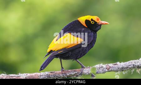 vue arrière d'un bowerbird régent mâle perché sur une branche Banque D'Images