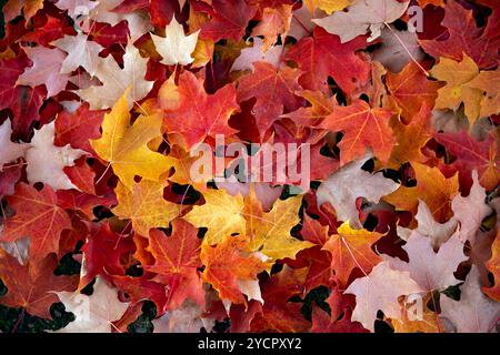 WA26178-00..... WASHINGTON - Maple Leaf's avec couleur d'automne au Gene Coulton Memorial Park à Renton. Banque D'Images