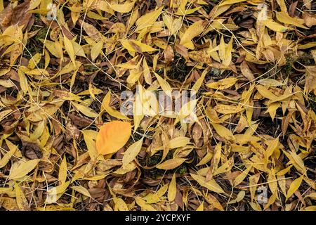 WA26185-00..... WASHINGTON - feuilles de Fraxinus angustifolia, frêne à feuilles étroites, dans l'arboretum du parc de l'Université de Washington, Seattle. Banque D'Images