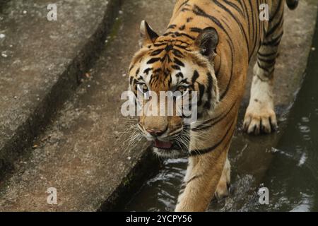 Un tigre du Bengale marche sur les rochers en regardant la caméra Banque D'Images