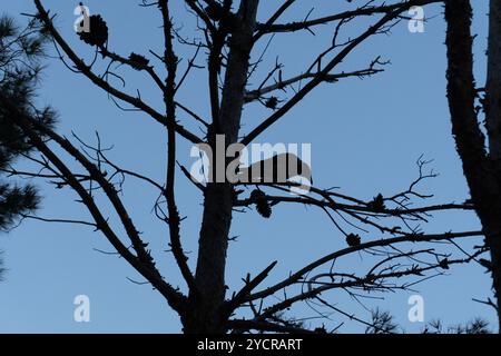 Crow sur les branches d'arbres. Banque D'Images