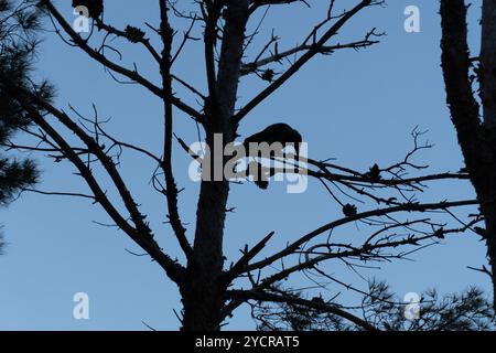 Crow sur les branches d'arbres. Banque D'Images