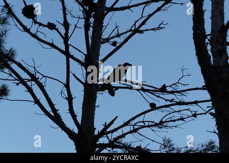 Crow sur les branches d'arbres. Banque D'Images