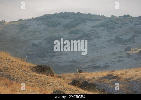 TUV, Mongolie. 15 octobre 2024. Les cerfs se nourrissent dans un champ du parc national de Hustai. Crédit : L.Enkh-Orgil. Banque D'Images