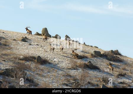 TUV, Mongolie. 15 octobre 2024. Les cerfs se nourrissent dans un champ du parc national de Hustai. Crédit : L.Enkh-Orgil. Banque D'Images