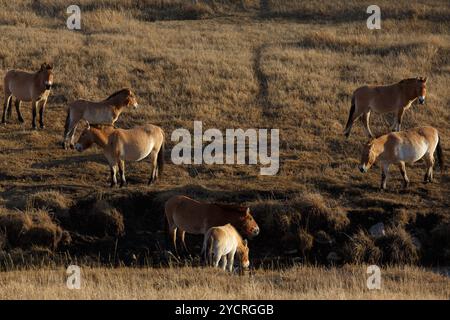 TUV, Mongolie. 15 octobre 2024. Les chevaux de Przewalski boivent dans le parc national de Hustai. Crédit : L.Enkh-Orgil. Banque D'Images