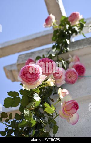 Fleurs de roses roses et blanches à Rosedal, la roseraie de Buenos Aires, Argentine, Amérique du Sud Banque D'Images