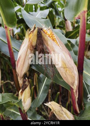 Deux épis de maïs mûrs avec des grains de maïs jaunes visibles de maïs (Zea mays), Allemagne, Europe Banque D'Images