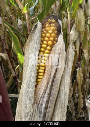 Épi de maïs mûr avec grains de maïs jaunes visibles de maïs plant de maïs (Zea mays), Allemagne, Europe Banque D'Images