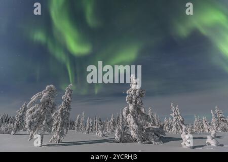 Aurores boréales, aurores boréales, arbres enneigés, clair de lune, pleine lune, hiver, près de Porjus, Laponie, Suède, Europe Banque D'Images