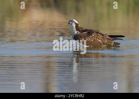 Un balbuzard à la recherche de nourriture, (Pandiaon haliaetus), famille d'oiseaux de proie, biotope, habitat, debout dans l'eau, Raysut, Salalah, Dhofar, Oman, Asie Banque D'Images