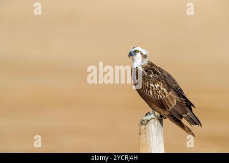 Un balbuzard à la recherche de nourriture, (Pandiaon haliaetus), famille d'oiseaux de proie, biotope, habitat, perche, Barr Al Hikman, Shannah, Ash Sharqiyah Sud, Oma Banque D'Images