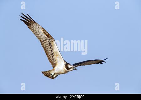 Un balbuzard à la recherche de nourriture, (Pandiaon haliaetus), famille d'oiseaux de proie, biotope, habitat, photo de vol, Raysut, Salalah, Dhofar, Oman, Asie Banque D'Images