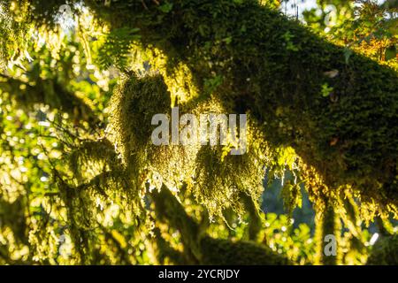 Troncs et branches couverts de mousse de lauriers noueux à Fanal, Madère, Portugal. Banque D'Images