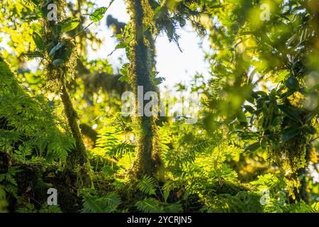 Troncs et branches couverts de mousse de lauriers noueux à Fanal, Madère, Portugal. Banque D'Images