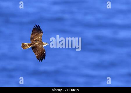 Un balbuzard à la recherche de nourriture, (Pandiaon haliaetus), famille d'oiseaux de proie, biotope, habitat, photo de vol, Raysut, Salalah, Dhofar, Oman, Asie Banque D'Images