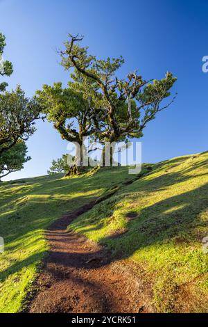 Sentier de randonnée à travers les lauriers à Fanal, Madère, Portugal. Banque D'Images