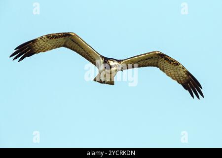 Un balbuzard à la recherche de nourriture, (Pandiaon haliaetus), famille d'oiseaux de proie, biotope, habitat, photo de vol, Raysut, Salalah, Dhofar, Oman, Asie Banque D'Images