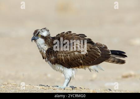 Un balbuzard à la recherche de nourriture, (Pandiaon haliaetus), famille d'oiseaux de proie, biotope, habitat, Raysut, Salalah, Dhofar, Oman, Asie Banque D'Images