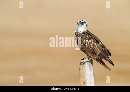 Un balbuzard à la recherche de nourriture, (Pandiaon haliaetus), famille d'oiseaux de proie, biotope, habitat, perche, Barr Al Hikman, Shannah, Ash Sharqiyah Sud, Oma Banque D'Images