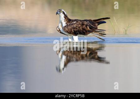 Un balbuzard à la recherche de nourriture, (Pandiaon haliaetus), famille d'oiseaux de proie, biotope, habitat, debout dans l'eau, Raysut, Salalah, Dhofar, Oman, Asie Banque D'Images