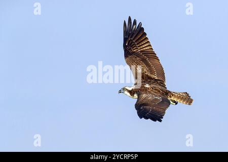 Un balbuzard à la recherche de nourriture, (Pandiaon haliaetus), famille d'oiseaux de proie, biotope, habitat, photo de vol, Raysut, Salalah, Dhofar, Oman, Asie Banque D'Images