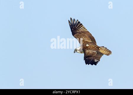 Un balbuzard à la recherche de nourriture, (Pandiaon haliaetus), famille d'oiseaux de proie, biotope, habitat, photo de vol, Raysut, Salalah, Dhofar, Oman, Asie Banque D'Images