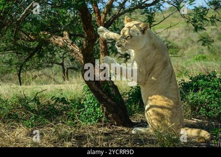 Griffes d'affûtage de lionne sur l'arbre, Lion Park, Lynnfield Park, Kwa Zulu Natal, Afrique du Sud Banque D'Images