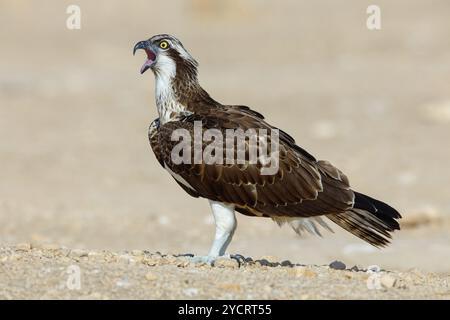 Un balbuzard à la recherche de nourriture, (Pandiaon haliaetus), famille d'oiseaux de proie, biotope, habitat, Raysut, Salalah, Dhofar, Oman, Asie Banque D'Images