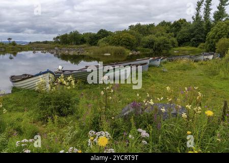 Lakeshore avec de nombreux bateaux de pêche en bois sur les rives du lac Lough Corrib avec des fleurs sauvages colorées d'été en premier plan Banque D'Images