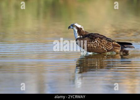 Un balbuzard à la recherche de nourriture, (Pandiaon haliaetus), famille d'oiseaux de proie, biotope, habitat, debout dans l'eau, Raysut, Salalah, Dhofar, Oman, Asie Banque D'Images