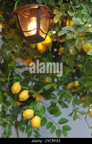 Allumé lampadaire sur la branche avec des citrons contre le mur coloré. Décoration dans la cour arrière. Design de rue en ville. Banque D'Images