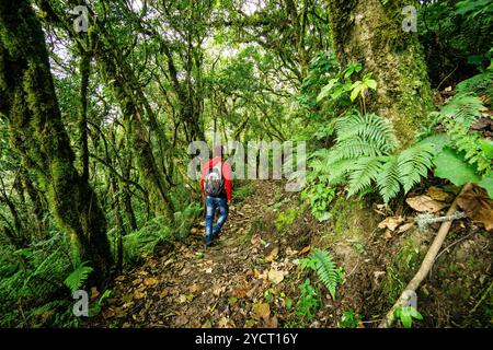 Forêt de nuages sur les pentes du volcan Toliman, lac Atitlan, Guatemala, Amérique centrale Banque D'Images