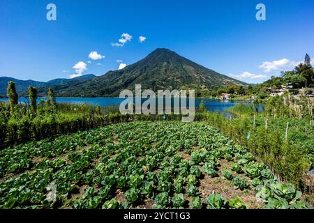 Champ de légumes et volcan San Pedro, au sud-ouest de la caldeira du lac Atitlán, Santiago Atitlán. , Guatemala, Amérique centrale Banque D'Images